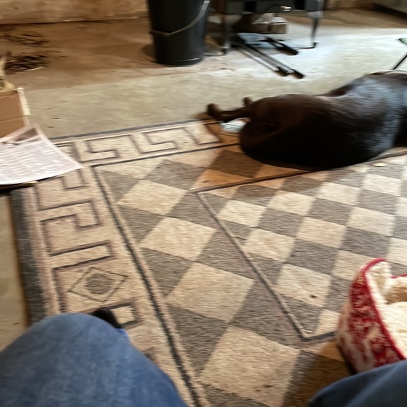 Quo Vadis Shoes-NWT - Picture 6 of 7